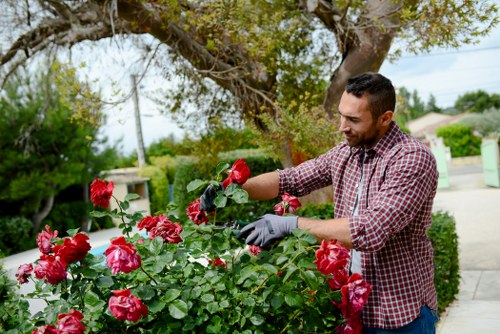 Sustainable gardening practices in a Bayswater garden