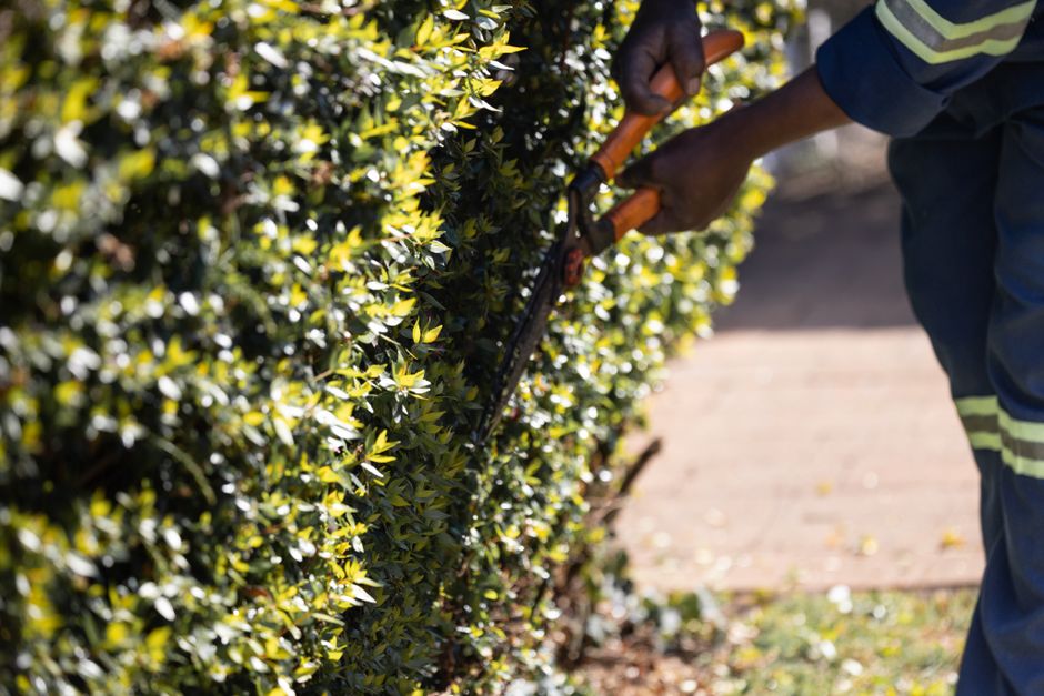 A gardener wearing a navy uniform with reflective yellow stripes is trimming a dense, well-maintained hedge with hedge shears on a sunny day. The hedge consists of small, glossy green leaves, and its 